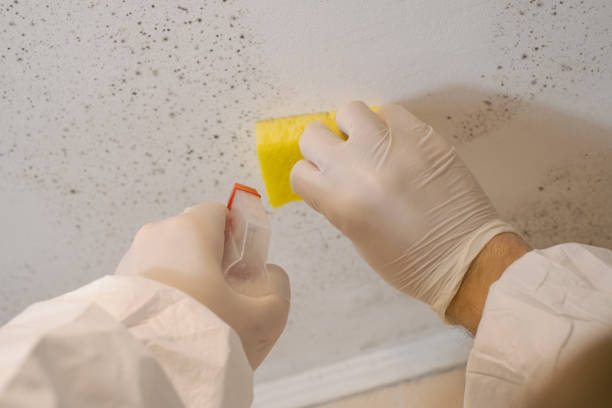 Best Residential Mold Inspection & Testing  in Williamsport, PA