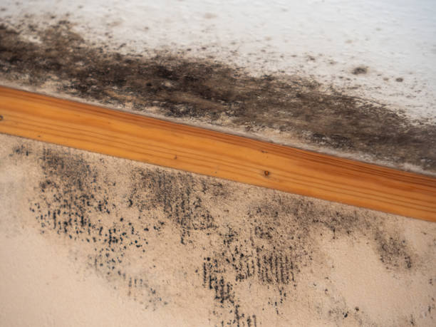 Environmental Consulting for Mold Prevention in Williamsport, PA
