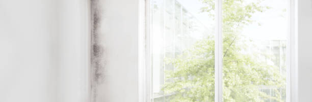 Best Mold Prevention Services  in Williamsport, PA