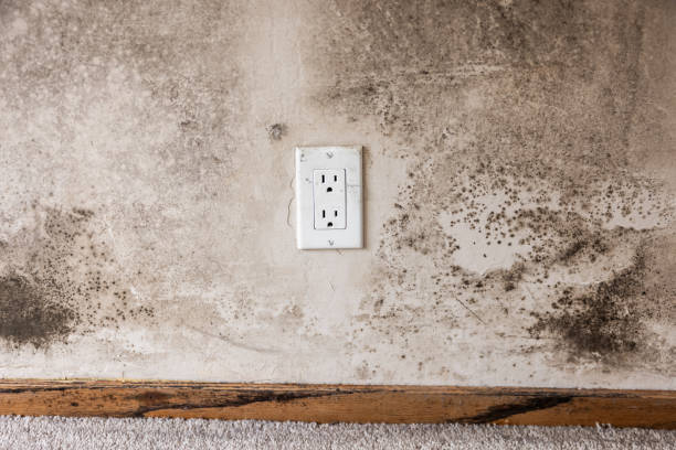 Best Attic Mold Removal  in Williamsport, PA