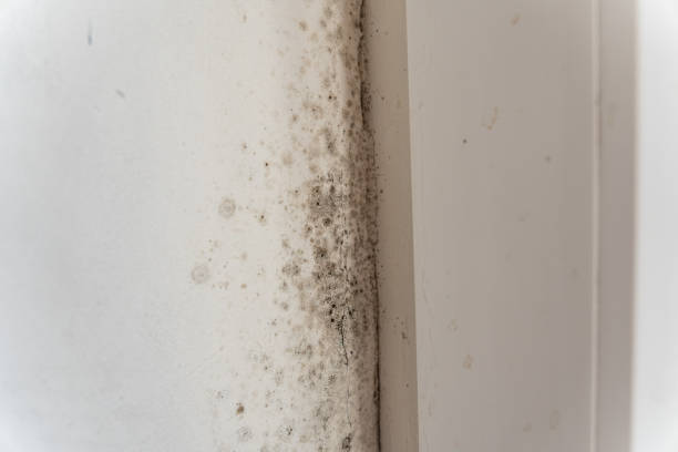 Best Air Quality Testing for Mold Spores  in Williamsport, PA